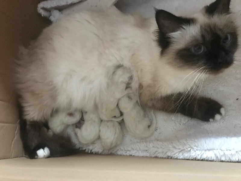 chaton Sacré de Birmanie De L'etoile Birmane