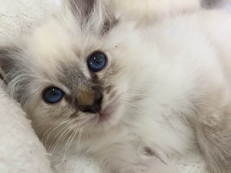 chaton Sacré de Birmanie De L'etoile Birmane