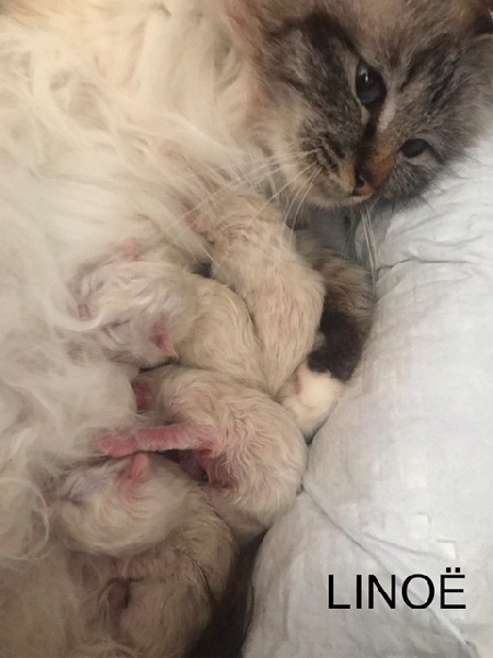 chaton Sacré de Birmanie De L'etoile Birmane