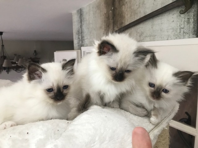 chaton Sacré de Birmanie De L'etoile Birmane