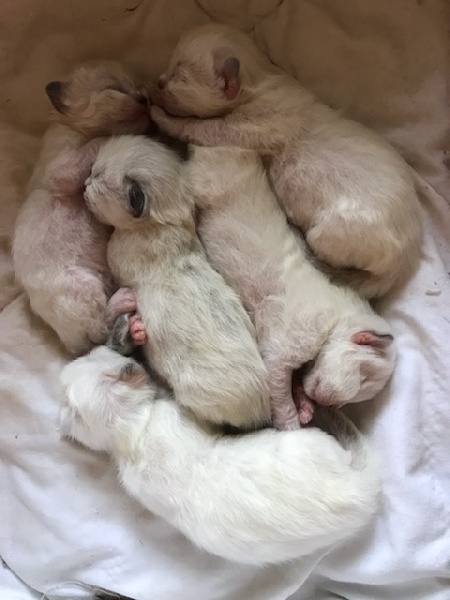 chaton Sacré de Birmanie De L'etoile Birmane