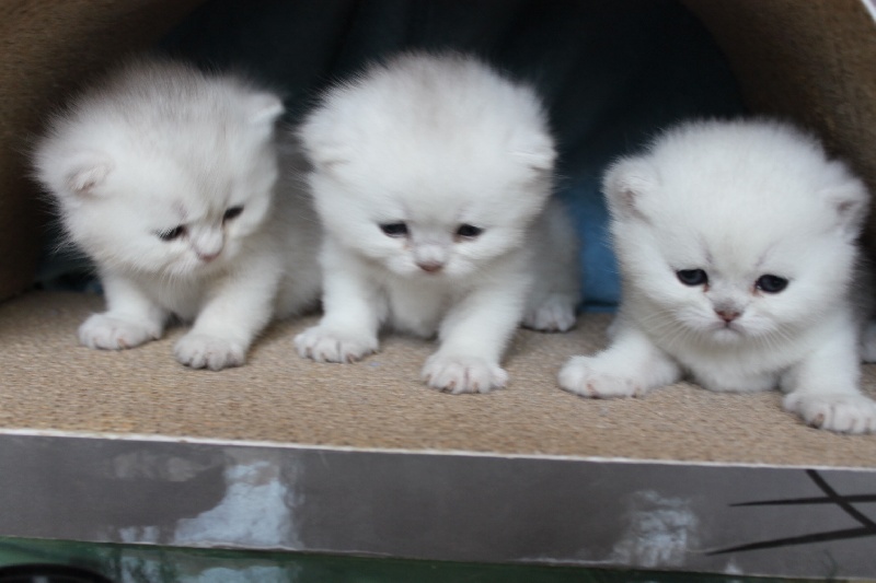 Of British Harmony - British Shorthair et Longhair - Portée née le 18/02/2013