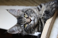Little Big Horn's - Chaton disponible  - Maine Coon