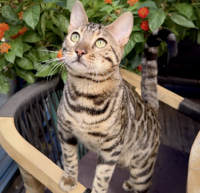 Osiris Bengal - Chaton disponible  - Bengal