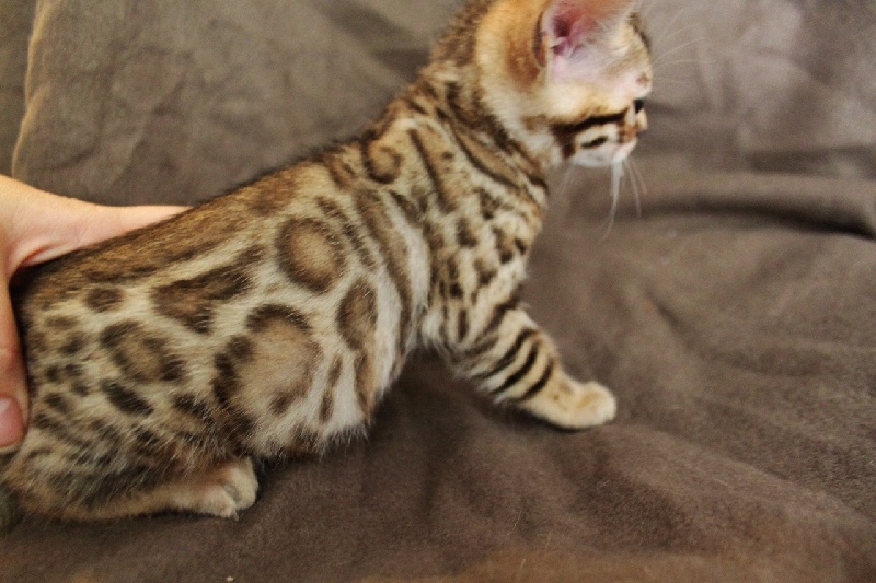 chaton Bengal Osiris Bengal