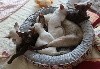 Savadikraa - portée de chatons siamois orientaux nés le 6 MAI 2021