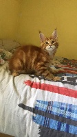 Des Petits Youcoons - Chaton disponible  - Maine Coon