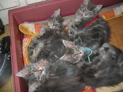 melicoon - Chatons disponibles
