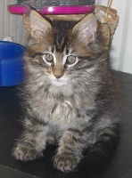 melicoon - Chaton disponible  - Maine Coon