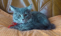 melicoon - Chaton disponible  - Maine Coon