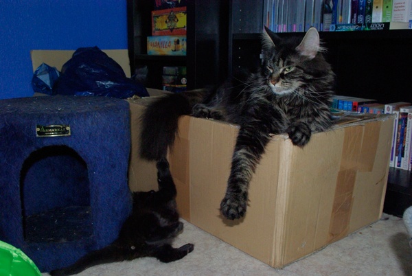 chaton Maine Coon Des Bugale An Noz