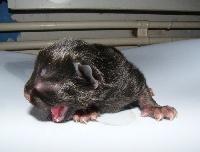 Fenris