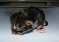 Des Bugale An Noz - Chaton disponible  - Maine Coon