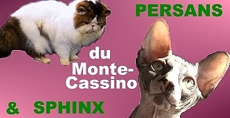 Du Monte Cassino