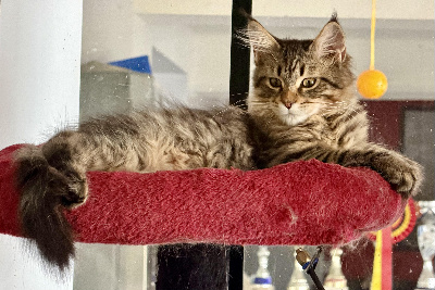 De La Mare Aux Diables - Chaton disponible  - Maine Coon