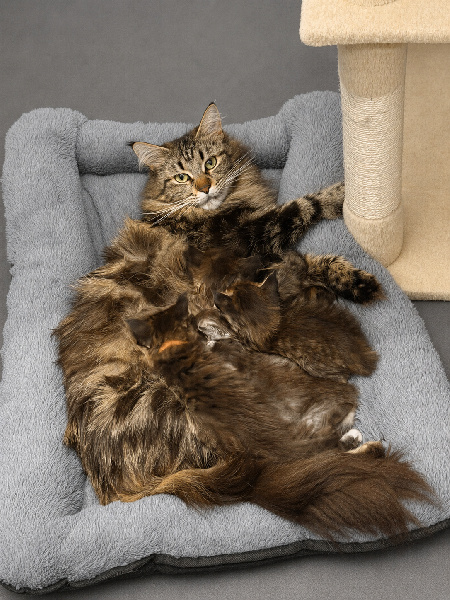 chaton Maine Coon De La Mare Aux Diables