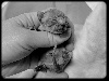 Des Lutins D'ahcatan - Naissance d'un bébé mâle 31 mars 2010