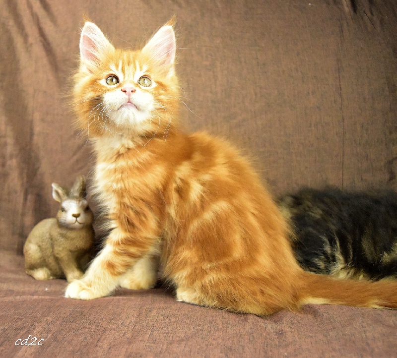 Elevage Des Coons Des 2 Caps - eleveur de chats Maine Coon