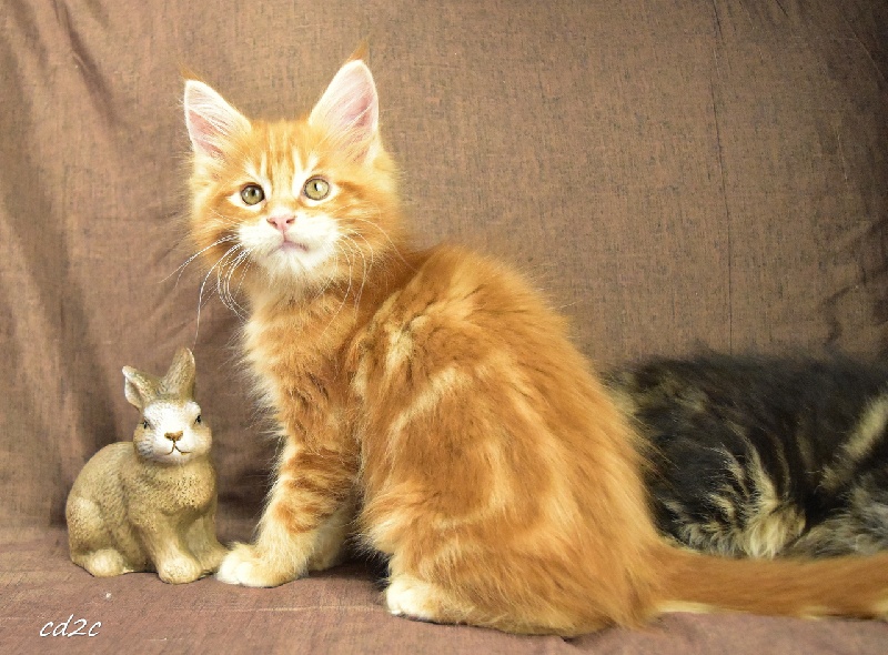 Elevage Des Coons Des 2 Caps - eleveur de chats Maine Coon