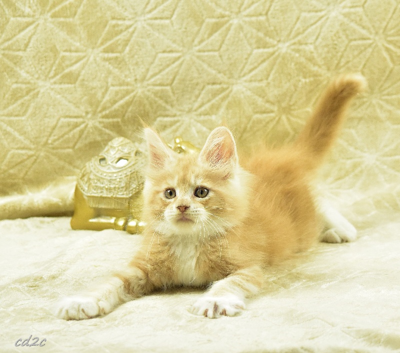 Elevage Des Coons Des 2 Caps - eleveur de chats Maine Coon