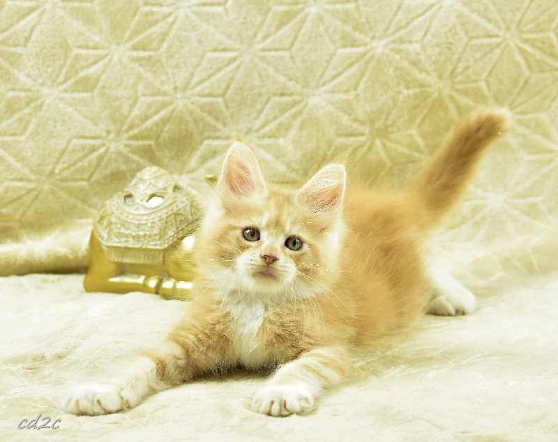 Elevage Des Coons Des 2 Caps - eleveur de chats Maine Coon