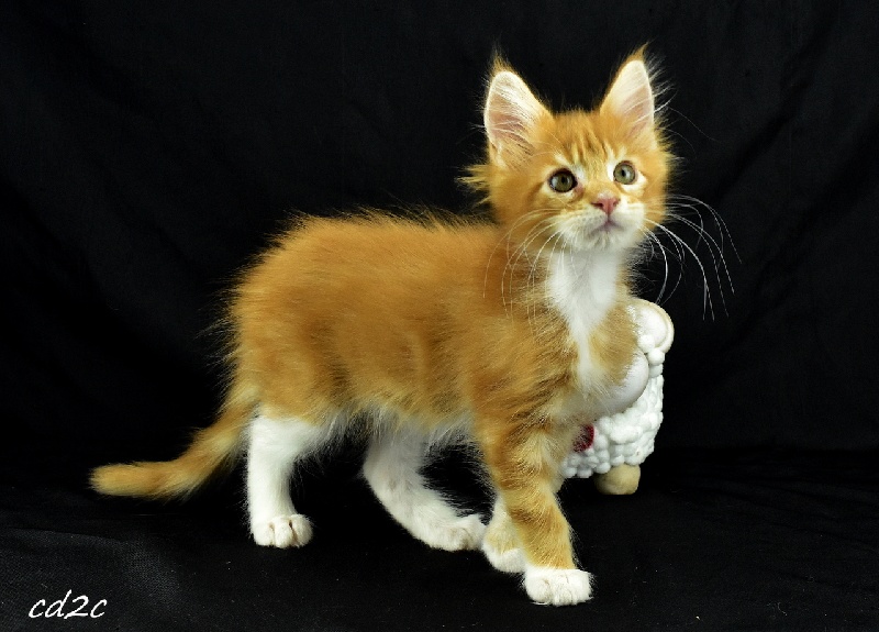 Elevage Des Coons Des 2 Caps - eleveur de chats Maine Coon