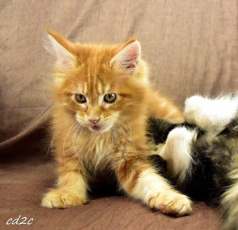 Elevage Des Coons Des 2 Caps - eleveur de chats Maine Coon