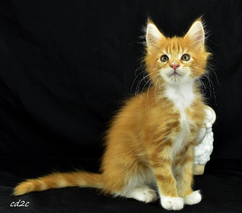 Elevage Des Coons Des 2 Caps - eleveur de chats Maine Coon