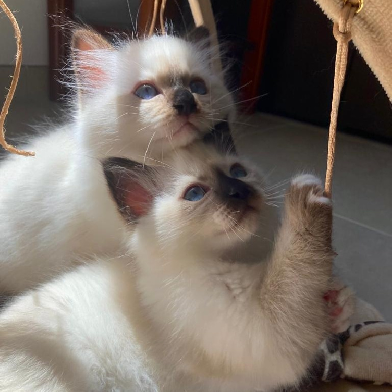 chaton Sacré de Birmanie Des Tenshi