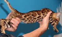Wildtemptation - Chaton disponible  - Bengal