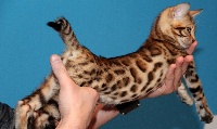 Wildtemptation - Chaton disponible  - Bengal
