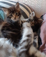 Des Joyaux Des Volcans - Chaton disponible  - Maine Coon