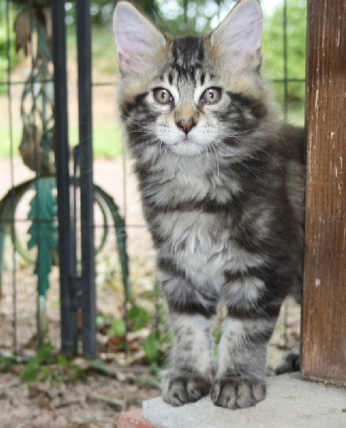 chaton Maine Coon Des Joyaux Des Volcans