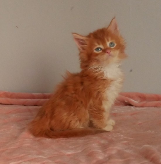 Arabellacoons - Chaton disponible  - Maine Coon