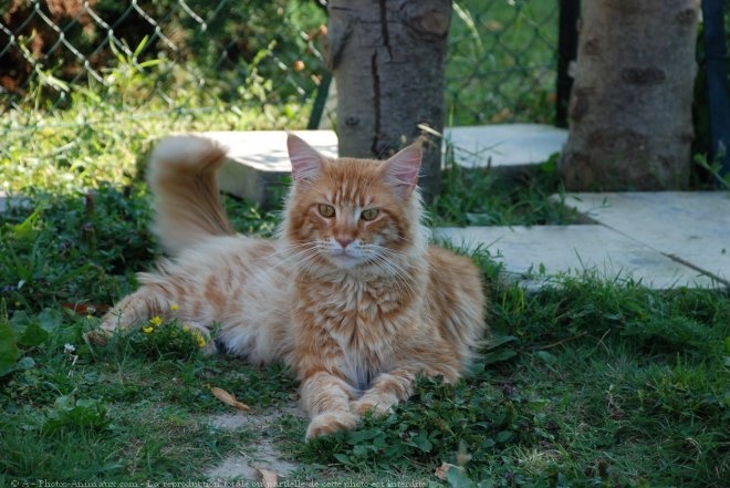 chaton Maine Coon Coons De Vendeuil