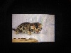 Tweecat - Naissance de 6 chatons bengal F6