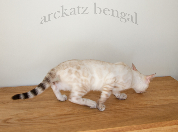chaton Bengal Arckatz