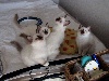 Des Délices D'angély - Tous les chatons ont été adoptés...