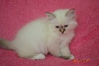 Chaton collier rose