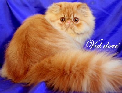 du val doré - Très beaux chats de type show