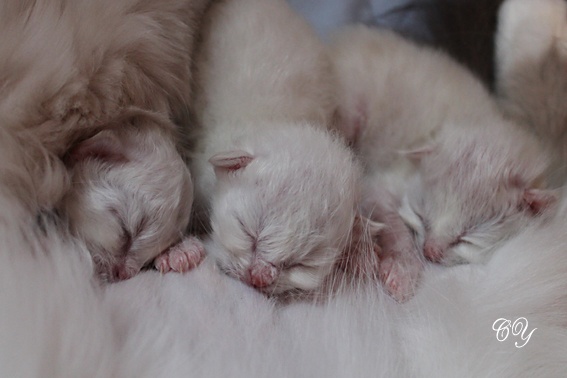 chaton Sacré de Birmanie De Yemaya