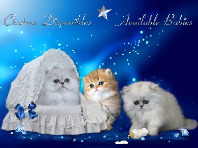so lovely baby's - Chatons disponibles