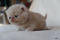 Du Bleu Médoc - Exotic Shorthair - Portée née le 03/08/2019