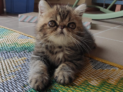 Du Bleu Médoc - Exotic Shorthair - Portée née le 10/07/2023