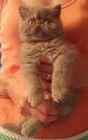 Du Bleu Médoc - Exotic Shorthair - Portée née le 30/06/2016