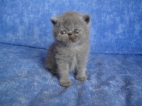 Du Bleu Médoc - Exotic Shorthair - Portée née le 04/07/2013