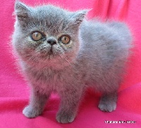 Du Bleu Médoc - Exotic Shorthair - Portée née le 06/07/2014