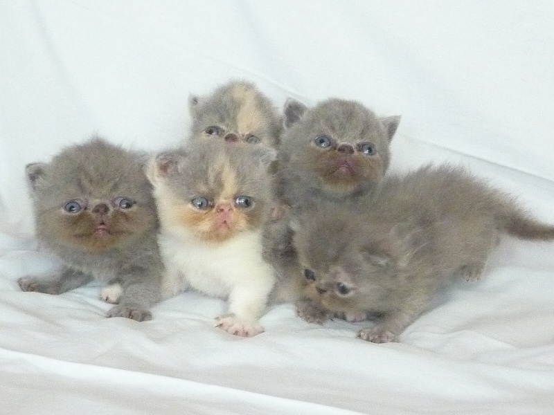 Du Bleu Médoc - Exotic Shorthair - Portée née le 29/07/2012