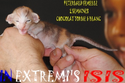 In Extremi's - nouveaux bb peterbald