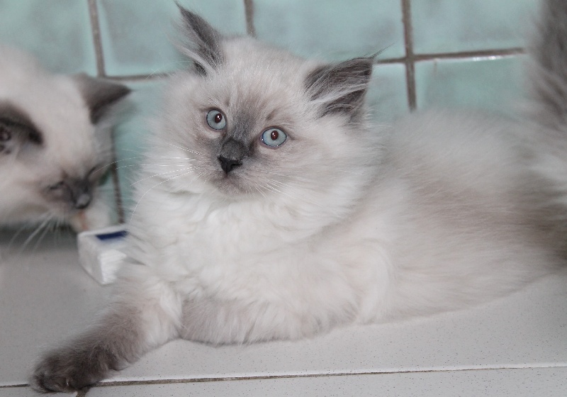 chaton Ragdoll De La Déesse Séléné